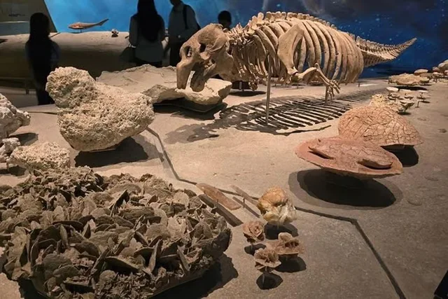 Full-Day Museum Tour in Doha in Doha — experience image 13 of 13