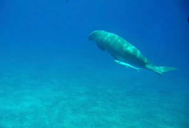 Glass-Bottom Boat Trip from Taba via Sharm El Sheikh — photo 14