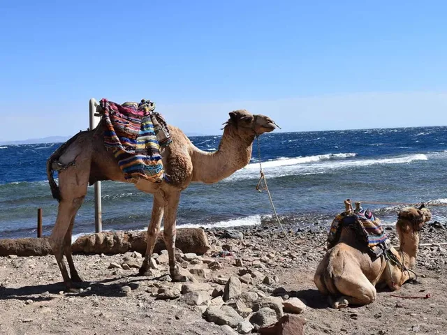 Dahab Blue Hole Snorkeling, Camel & Quad Tour with Lunch — tour photograph