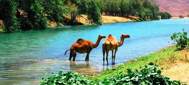 Mirbat coast and dunes on the East Salalah tour