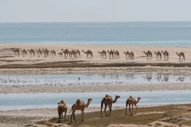 West Salalah coast photo 16