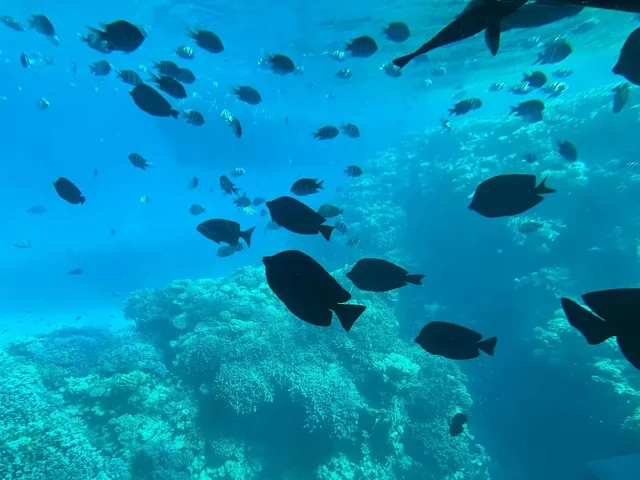 Sea Scope Semi-Submarine from Sharm El Sheikh — photo 9
