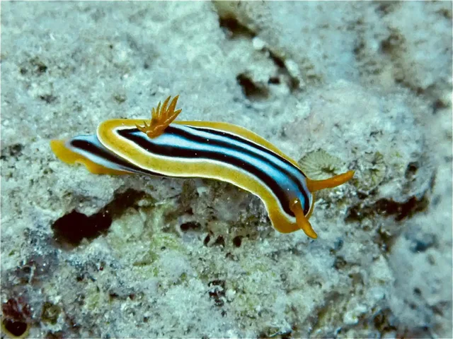 From Sharm: White Island and Ras Mohamed Snorkelling Trip — photo 14