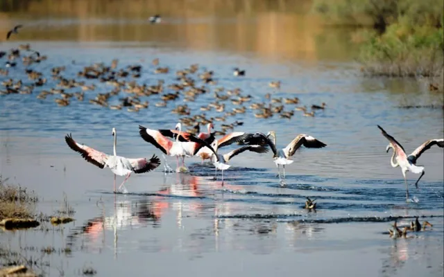 Birdwatching Tour with Mosque Visit — reference photograph