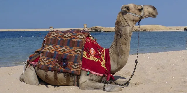 Hurghada Sunset Camel Ride on the Beach & Desert — photo 2