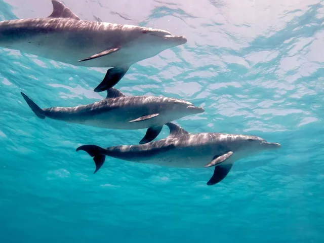 Shaab Samadai Dolphin House Snorkeling from Marsa Alam — photo 6