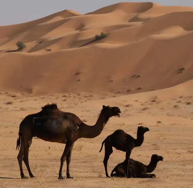 Empty Quarter desert safari photo 20