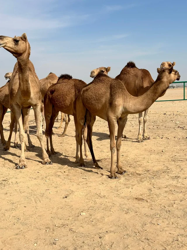 Empty Quarter desert safari photo 19
