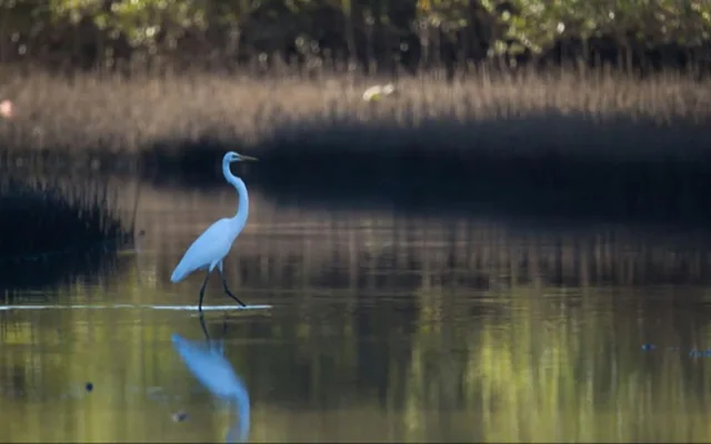 A white wading bird beside reeds and water