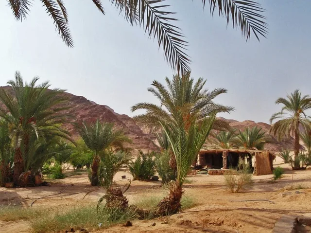White Canyon Camel Safari & Ain Khudra from Dahab — photo 14