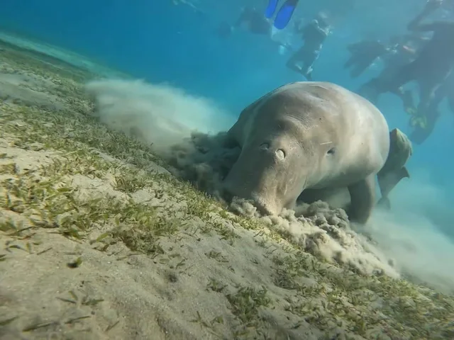 Marsa Mubarak Snorkeling: Dugongs & Turtles from Marsa Alam — photo 8