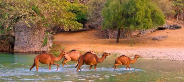 Salalah East full-day tour landscape