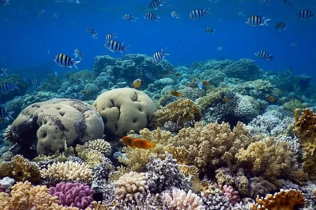 Dahab Blue Hole Snorkeling, Camel & Quad Tour with Lunch — photo 4
