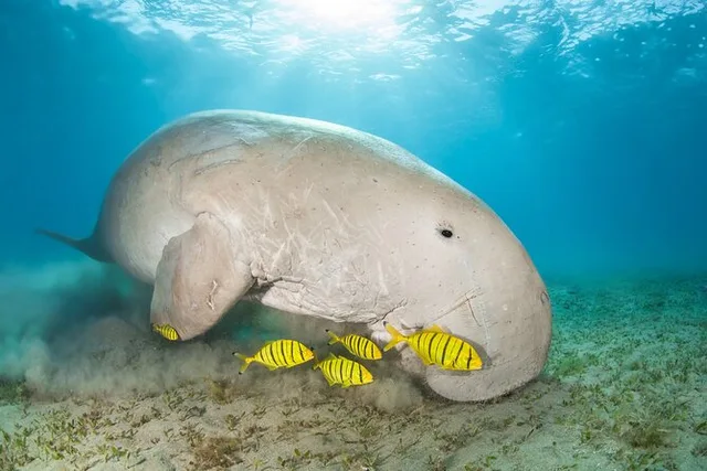 Marsa Mubarak Snorkeling: Dugongs & Turtles from Marsa Alam — photo 6