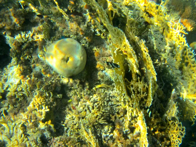 Pharaoh's Island Snorkeling Cruise from Taba — photo 5
