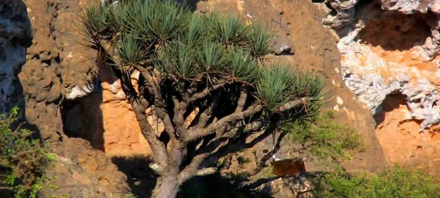 Baobab trees in East Salalah