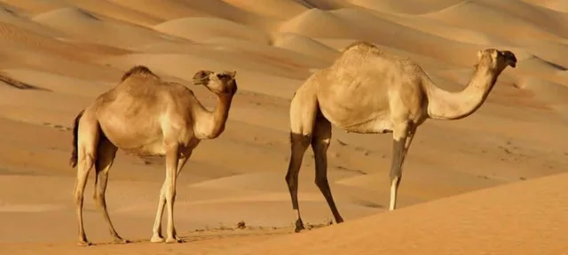 Rub Al Khali desert safari