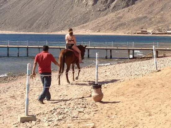 Dahab Lagoon Beach Horse Riding Tour — photo 3