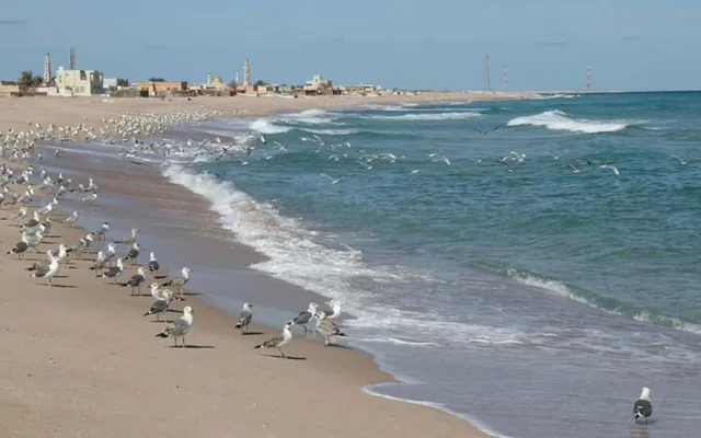 Birdwatching Tour with Mosque Visit — reference photograph