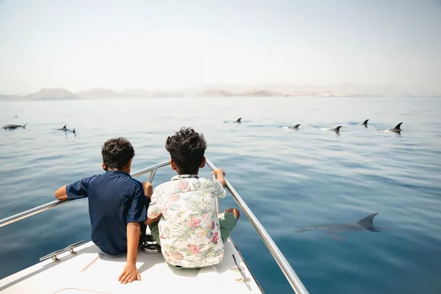 Guests watching dolphin fins from a boat