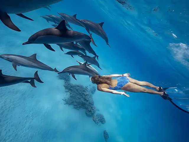 Shaab Samadai Dolphin House Snorkeling from Marsa Alam — tour photograph