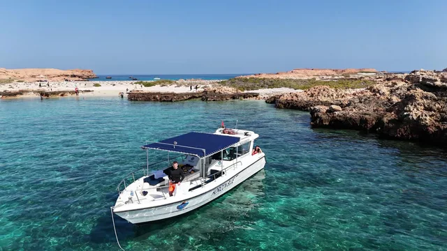 Dolphin Watching & Snorkeling — reference photograph