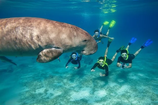 Marsa Mubarak Snorkeling: Dugongs & Turtles from Marsa Alam — photo 14
