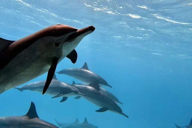 Shaab Samadai Dolphin House Snorkeling from Marsa Alam — photo 4