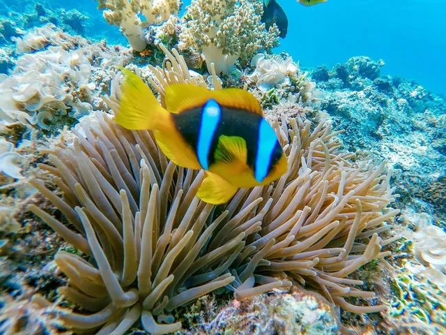 From Sharm: White Island and Ras Mohamed Snorkelling Trip — photo 5