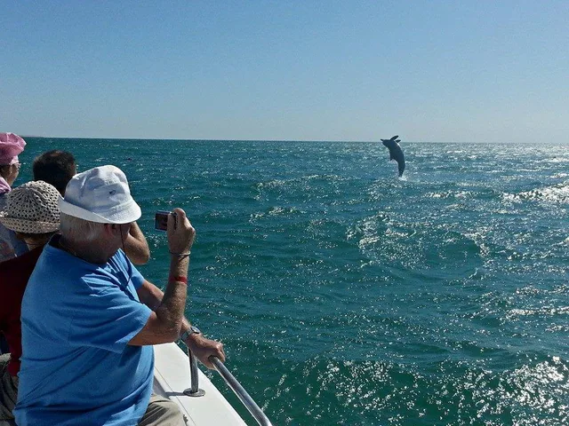 Dolphins in the Arabian Sea near Salalah