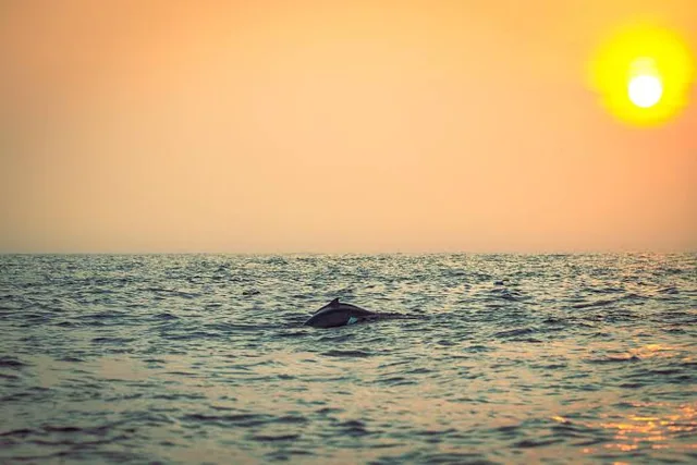 Arabian Sea dolphin watching tour