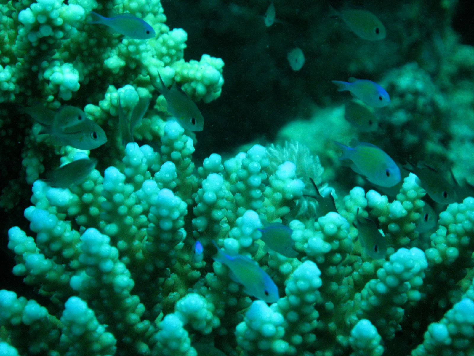 Small fish and stony coral at Sha’ab Marsa Alam reef