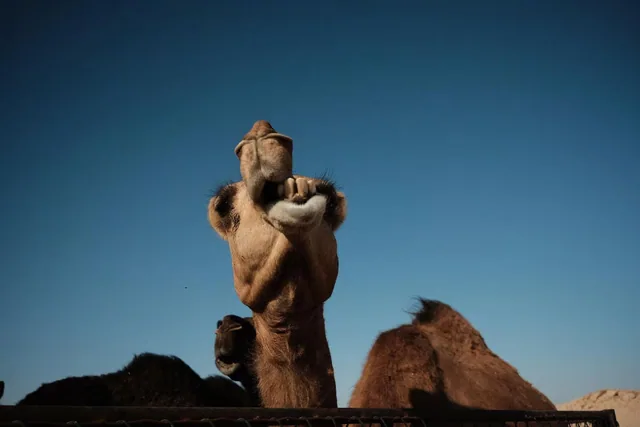 Rub Al Khali safari route