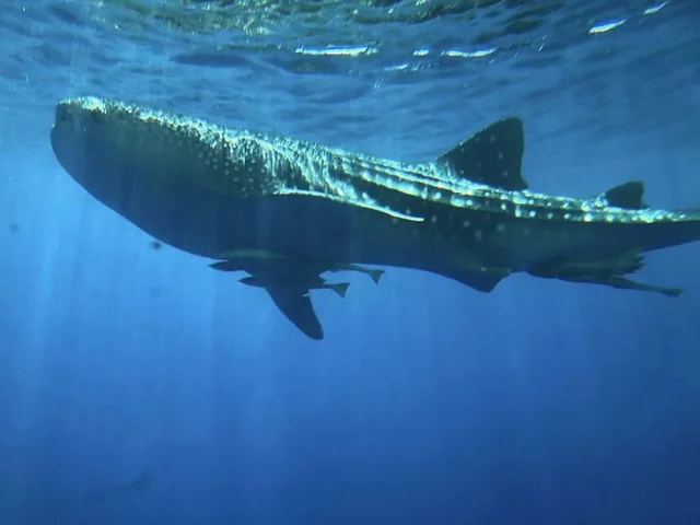 Royal Seascope Semi-Submarine Tour in Marsa Alam — photo 9