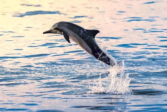 Dolphin Watching & Snorkeling — reference photograph