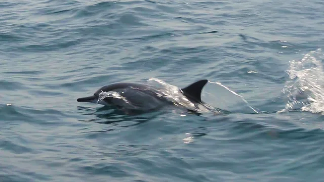 Dolphin Watching Boat Tour — reference photograph