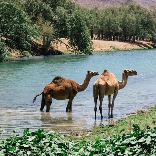 Camels beside water and trees in Dhofar