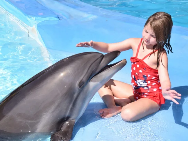 Dolphin Show in Sharm El Sheikh — photo 14