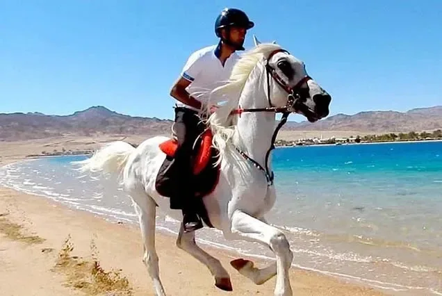 Dahab Lagoon Beach Horse Riding Tour — photo 5