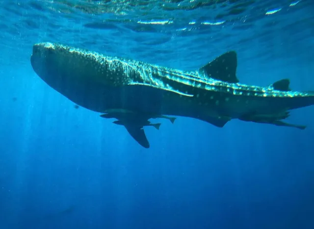 Glass-Bottom Boat Trip from Taba via Sharm El Sheikh — photo 3