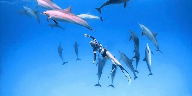 Shaab Samadai Dolphin House Snorkeling from Marsa Alam — photo 12