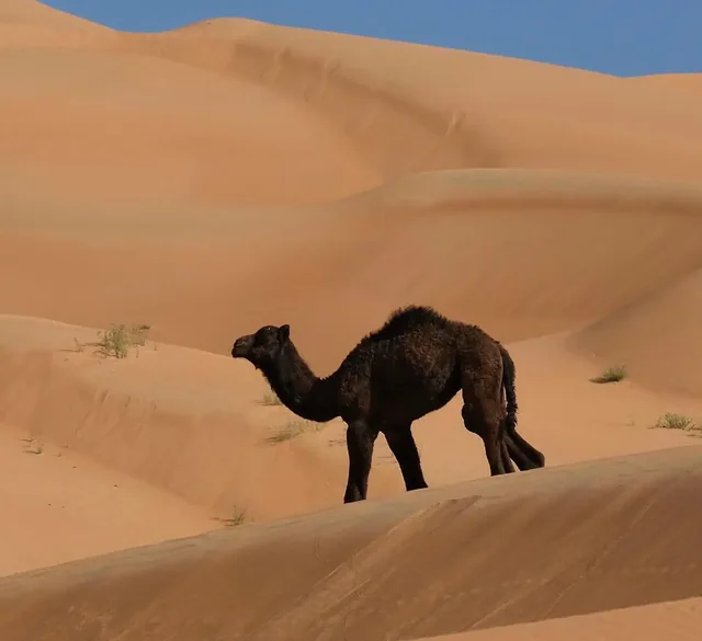 Overnight desert safari photo 33
