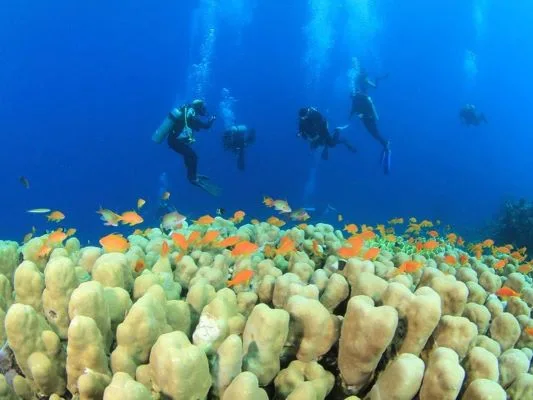 Hurghada Full-Day Diving Trip with Two Dives & Lunch — tour photograph