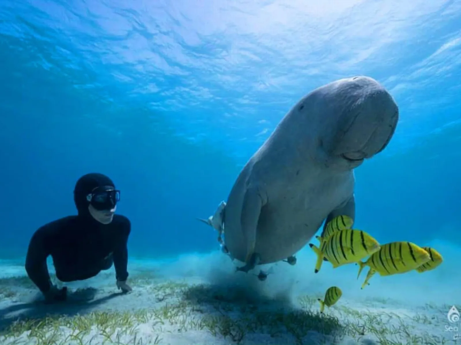 Marsa Mubarak Snorkeling: Dugongs & Turtles from Marsa Alam — tour photograph