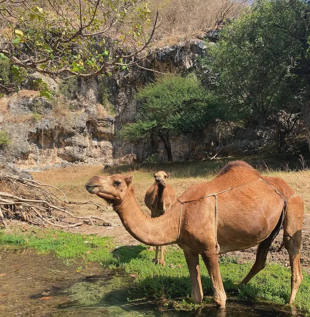 East Salalah full-day tour photo 18