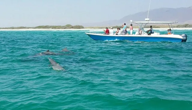 Dolphin watching boat tour in Salalah