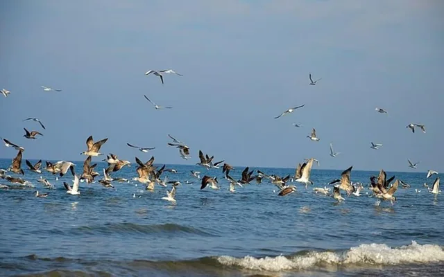 Birdwatching Tour with Mosque Visit — reference photograph