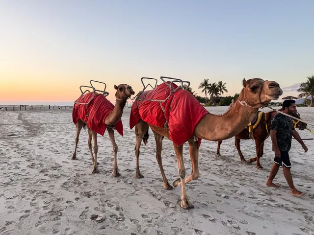 Camel riding on the beach photo 14