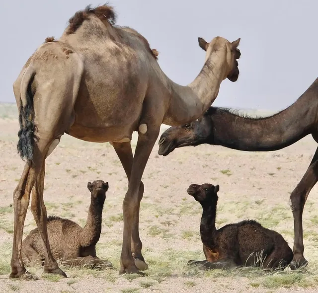 Overnight desert safari photo 35