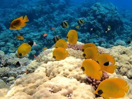 Hurghada Full-Day Diving Trip with Two Dives & Lunch — photo 5